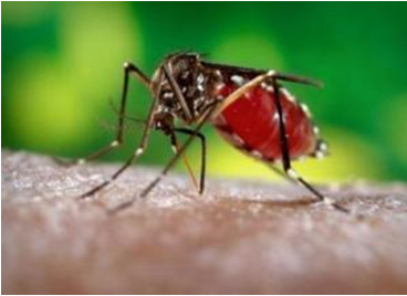 Mosquito biting human